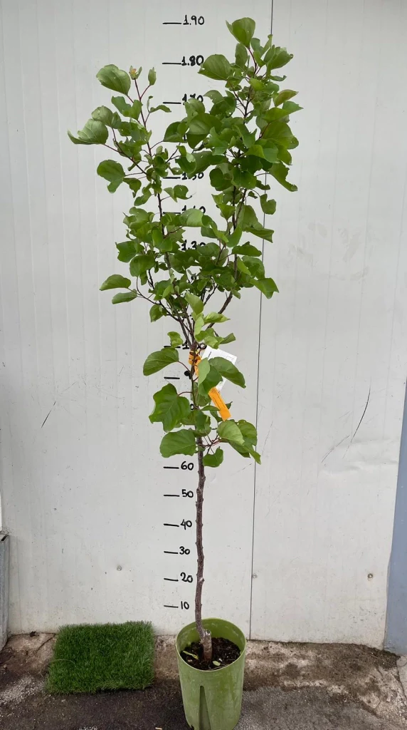 Albicocco Precoce di Imola - Prunus armeniaca Pianta da Frutto Frutta Foto Reali - Image 2