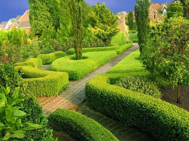 Boxus Bosso Buxus sempervirens vaso 15cm foto reali H 30/40cm - Image 2