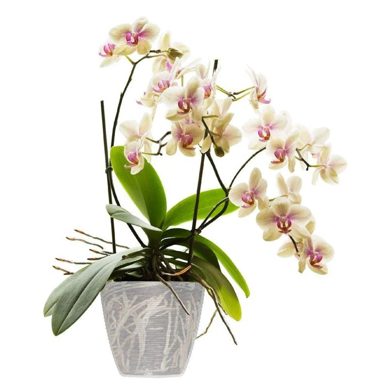 PORTAVASO 'PAGLIA' Ø 19 cm - 3 lt - BAMA - Image 2