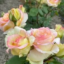 Rosa Barni Anna Molinari – Rosa Rifiorente Profumata