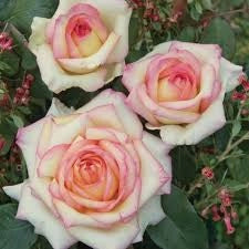 Rosa Barni Anna Molinari – Rosa Rifiorente Profumata - Image 3