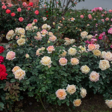 Rosa Barni Anna Molinari – Rosa Rifiorente Profumata - Image 4
