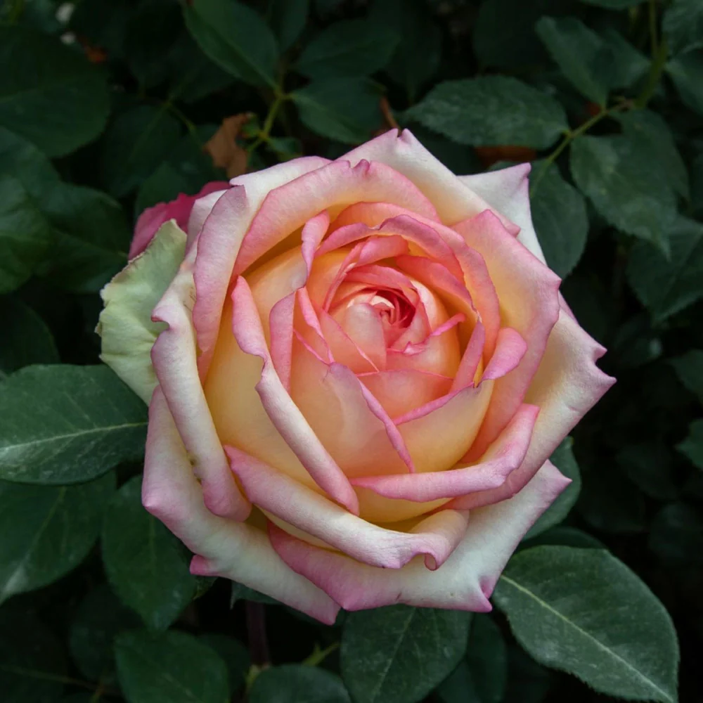 Rosa Barni Anna Molinari – Rosa Rifiorente Profumata - Image 5