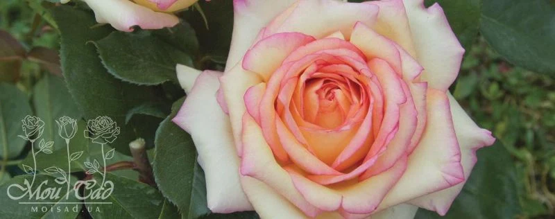 Rosa Barni Anna Molinari – Rosa Rifiorente Profumata - Image 6