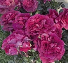 Rosa Barni Cardinale Carlo Maria Martini – Rosa Rifiorente Profumata - Image 3