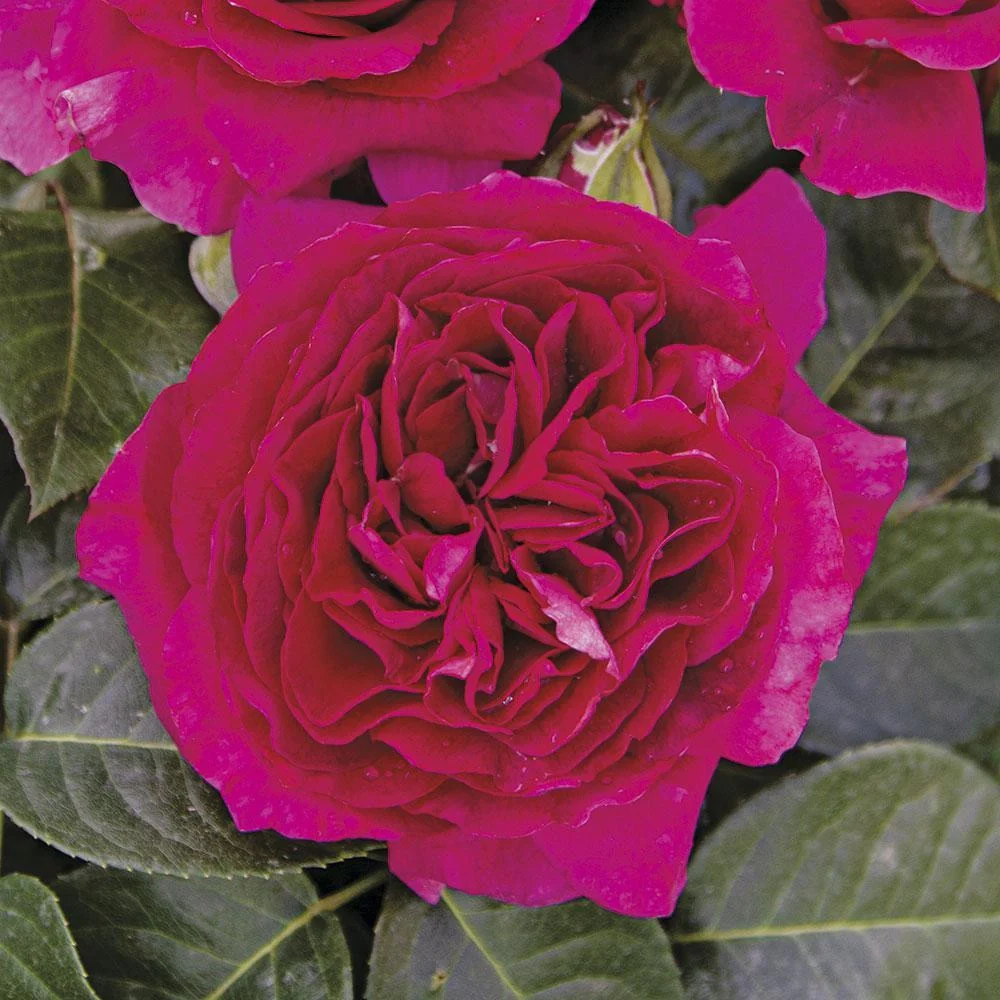 Rosa Barni Cardinale Carlo Maria Martini – Rosa Rifiorente Profumata - Image 4