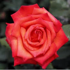Rosa Barni Wildfire – Rosa Rifiorente dai Fiori Rosso Fuoco Intensi e Profumati - Image 3