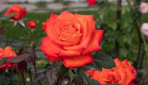 Rosa Barni Wildfire – Rosa Rifiorente dai Fiori Rosso Fuoco Intensi e Profumati - Image 4