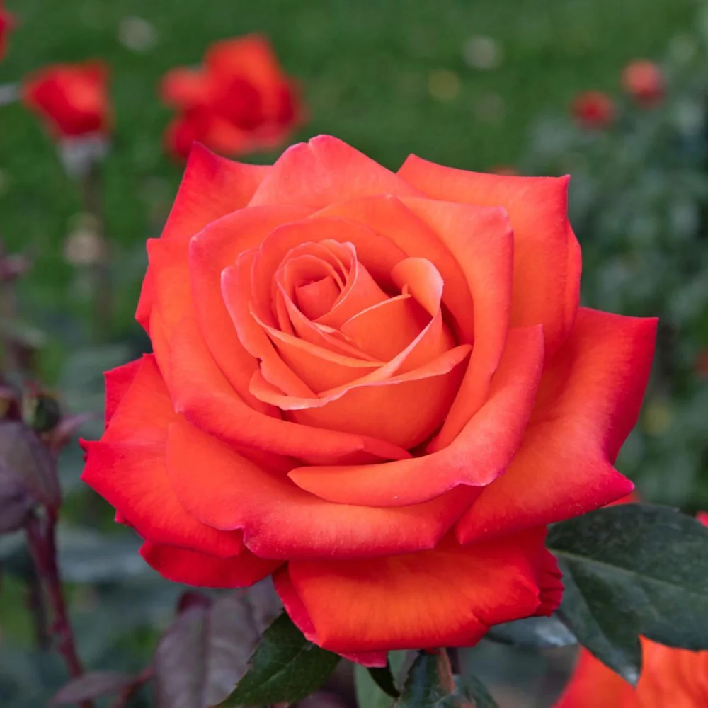 Rosa Barni Wildfire – Rosa Rifiorente dai Fiori Rosso Fuoco Intensi e Profumati - Image 5