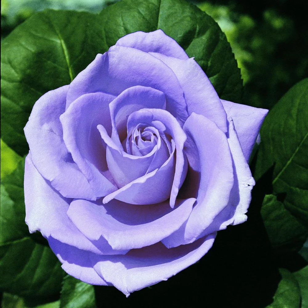 Rosa BLUE MONDAY - Pianta di fiori fiore Foto Reali