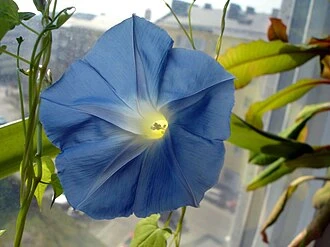SEMI PER PRATO UNIVERSALE ipomea grandiflora blu- 10 pezzi  - SGARAVATTI - Image 2