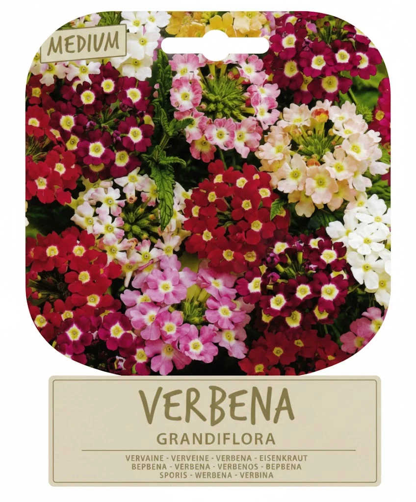 SEMI PER PRATO UNIVERSALE verbena grandiflora- 10 pezzi  - SGARAVATTI